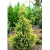 Саженец Туи западной Golden Tip-NB: фото и описание