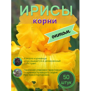 Ирисы / ОПТ 50 штук
