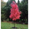 Саженец клёна Краснолистный (40-60 см): фото и описание