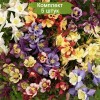 Саженцы аквилегии обыкновенная Эрли Берд Микс (Early Bird Mix) -  5 шт.: фото и описание