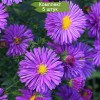 Саженцы астры Прайд оф Колвол (Pride of Colwall) -  5 шт.: фото и описание