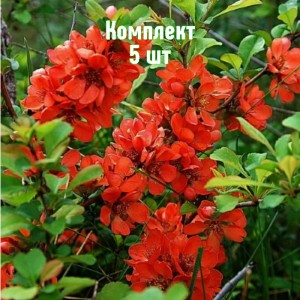 Комплект 5шт / Айва японская Золотое яблоко