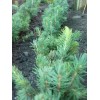 Саженцы ели голубой черенок (15-20 см.) -  5 шт.: фото и описание