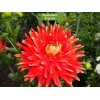 Клубни георгина Вулкан (Vulcan) -  5 шт.: фото и описание