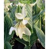 Клубни канны Белый тигр -  5 шт.: фото и описание