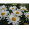 Саженцы ромашки нивяника Аляска -  5 шт.: фото и описание