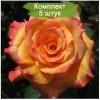 Саженцы чайно-гибридной розы Конга (Conga) -  5 шт.: фото и описание