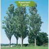 Саженцы тополя Серебристый Пирамидальный (40-60 см) -  5 шт.: фото и описание