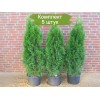 Саженцы Туи Смарагд до 30 см -  5 шт.: фото и описание