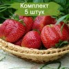 Саженцы ремонтантной Клубники Виктория Королева Елизавета 2 (Ранняя) -  5 шт.: фото и описание