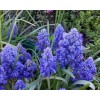 Луковица Мускари Блю Спайк (Blue Spike): фото и описание