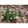Луковица подснежника Крымский : фото и описание