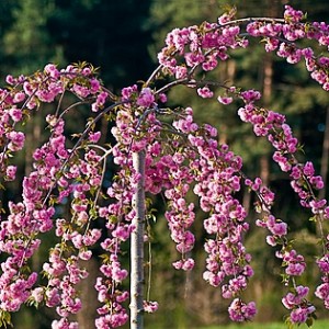 Штамбовая Сакура (вишня декоративная)  Ошидори