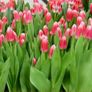 Срезка тюльпанов на 8 марта оптом Тюльпан Циркуит (Circuit)