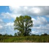 Саженец тополя Чёрный (20-40 см): фото и описание