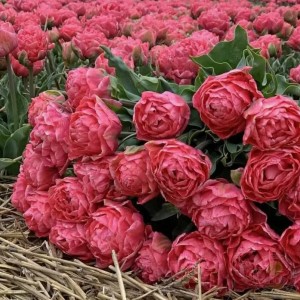 Тюльпан Тайвань (Taiwan)