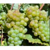 Виноград Верментино: фото и описание