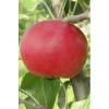 Саженец Яблони Ред Фри (Red Free): фото и описание